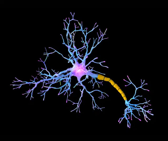 Harmonizing Body and Mind The Power of Resonant Coupling Through Sound
